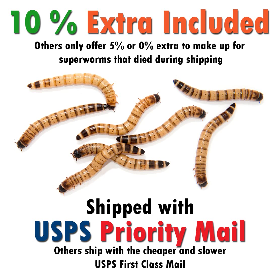 Superworm 300 Live Superworms (Large)-Bulk and Organic from FL