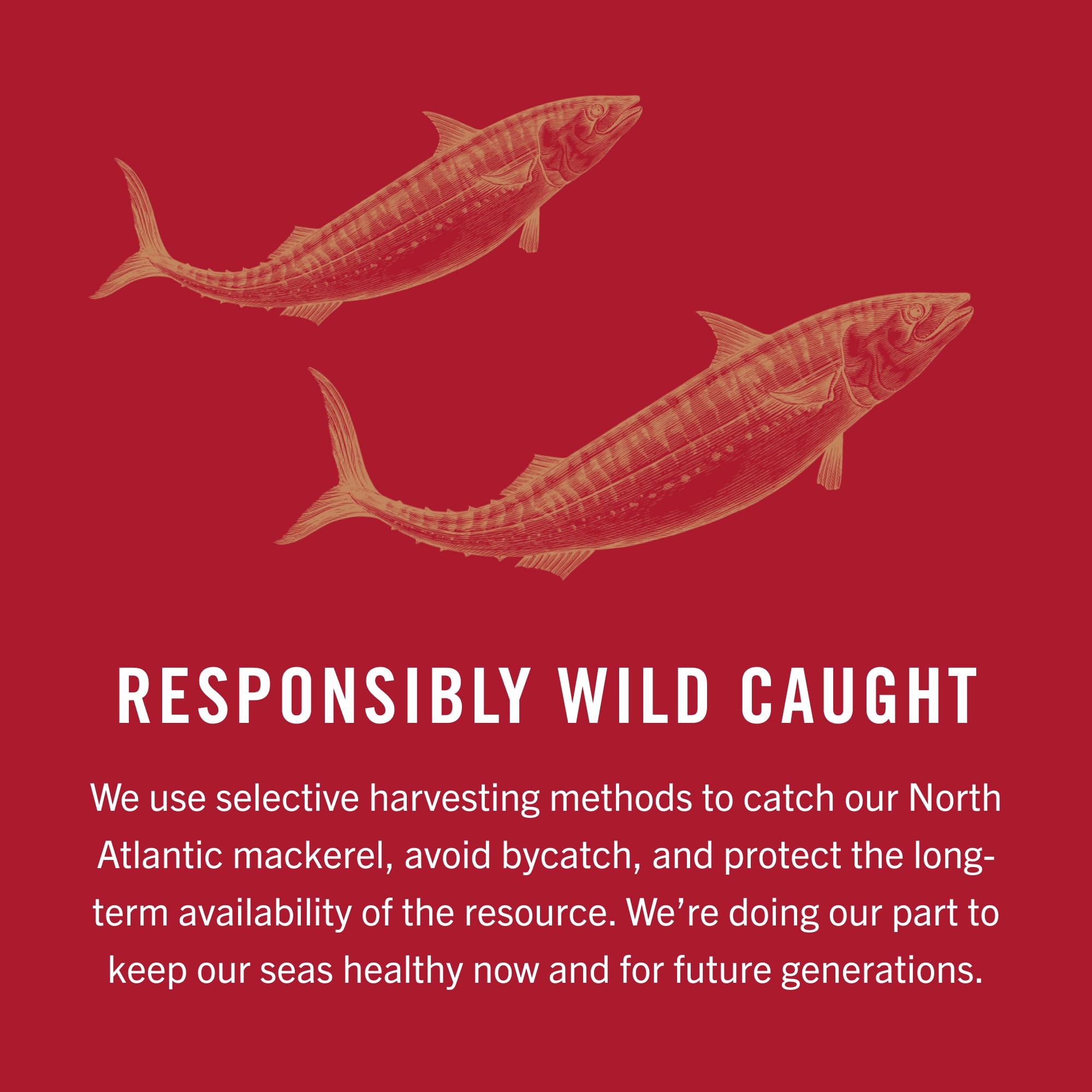 King Oscar Mackerel in Olive Oil, 4.05 Ounce Can (Pack of 12, Packaging May Vary), Skinless & Boneless, Wild Caught Canned Mackerel